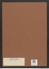 Diatomeae indet. Zeichnungen Sammlung Grunow Mappe 03117 (Herbarium_W_Grunow_drawings_Folder_03117)